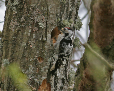 Lesser Spotted Woodpecker (Dendrocopus minor)