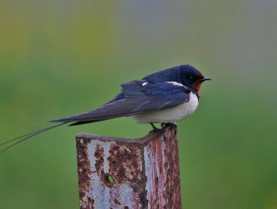 Barn Swallow (Hirundo rustica) - ladusvala