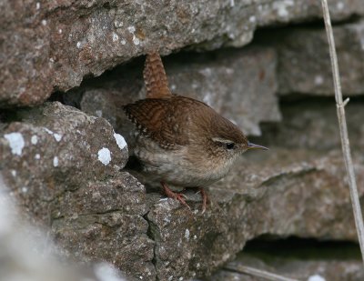 Winter Wren (Troglodytes troglodytes)