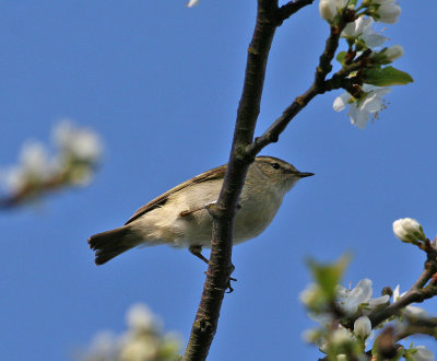 Humes Yellow-browed Warbler (Phylloscopus humei)