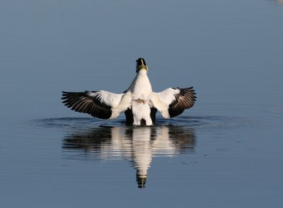 Common Eider (Somateria mollissima) - ejder