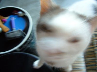 g3/32/845132/3/96019051.aDcDRiWn.jpg