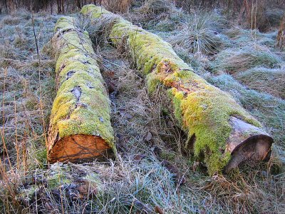 Old discarded logs - Aboyne