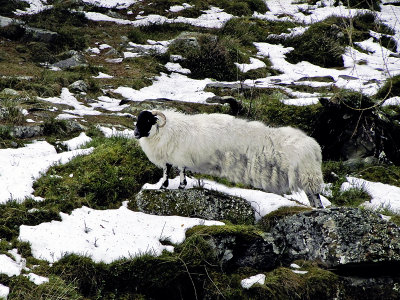 Highland Long Base Sheep