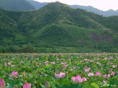 Lotus Field by Antoine