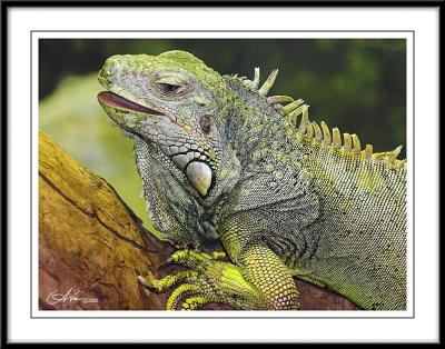 IMG_6667