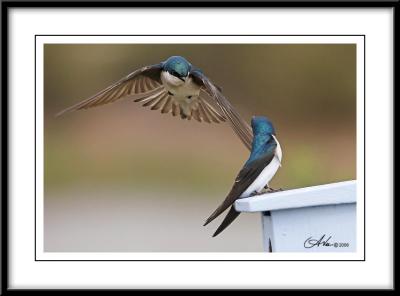 San Joaquin Bird Sanctuary