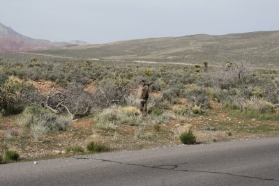 008 burros roam free in the park outside of the ranch.JPG