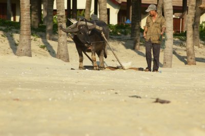 Cleaning the Beach