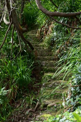 Stairs and Green