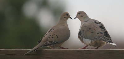 Courting Doves - Let Me Kiss Your Beak