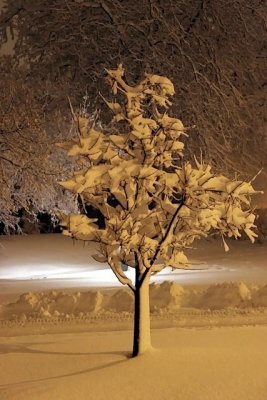 Madison Snow Storm December 2009