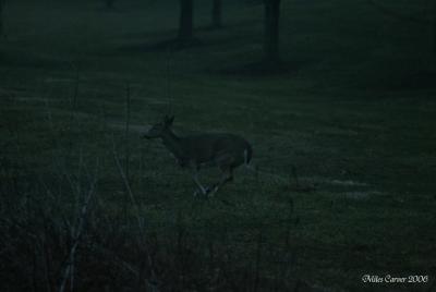 Morning Deer 01.jpg