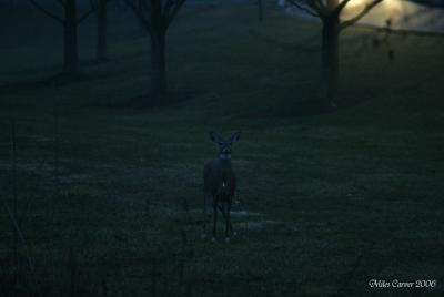 Morning Deer 02.jpg