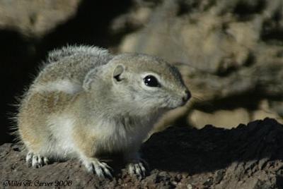 Ground Squirrel 02.jpg