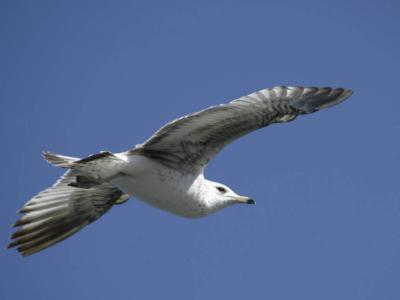 Chesapeake Gulls 002.jpg