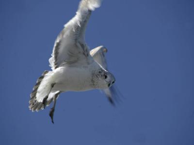 Chesapeake Gulls 007.jpg