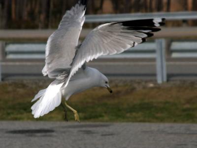 Chesapeake Gulls 008.jpg