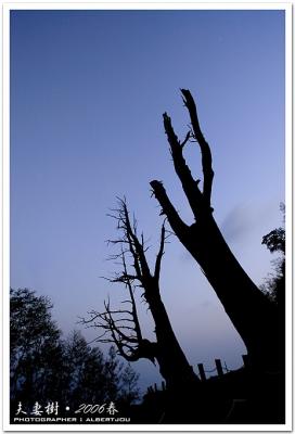 g3/33/110733/3/58665243.alishan_001.jpg