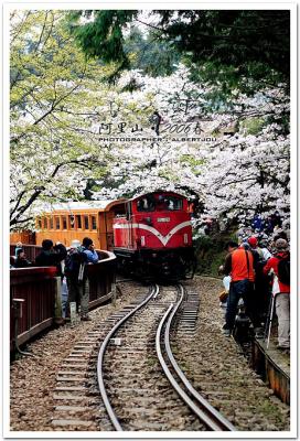 g3/33/110733/3/58665252.alishan_009.jpg