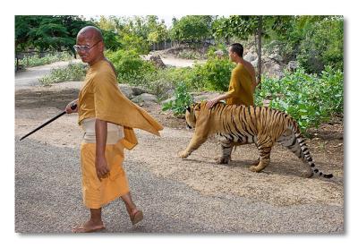 Tiger Temple, Saiyok