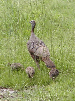Forest's mother with new chicks