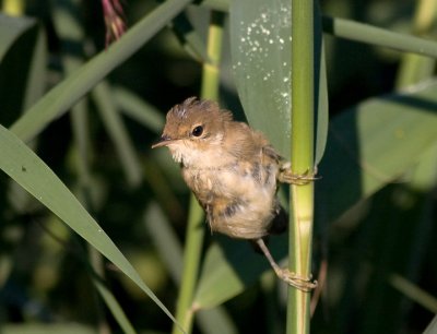 Reed Warbler - Acrocephalus scirpaceus - Rrsanger