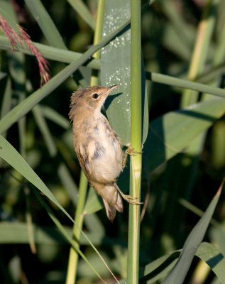 Reed Warbler - Acrocephalus scirpaceus - Rrsanger