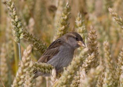 House Sparrow - Grspurv - Passer domesticus
