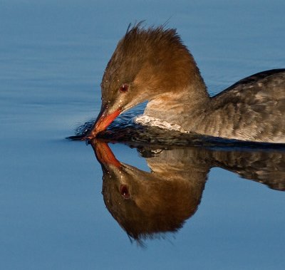 Red-breasted Merganser female - Toppet  Skallesluger  - Mergus serrator