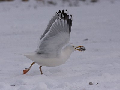 Herring Gull - Sølvmåge - Larus argentatus