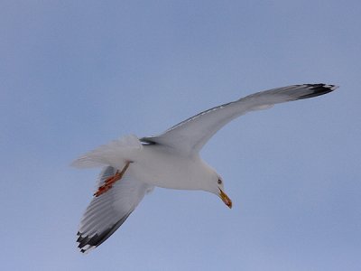 Herring Gull - Sølvmåge - Larus argentatus