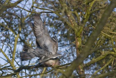 Common Wood Pigeon (mating) - Ringdue - Columba palumbus