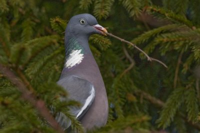 Common Wood Pigeon - Ringdue - Columba palumbus