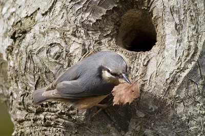 Nuthatch - Spætmejse - Sitta europaea