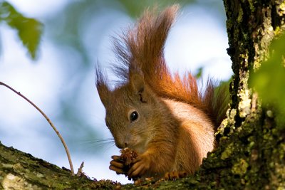 Red Squirrel juv- Egern  - Sciurus vulgaris