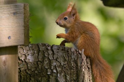 Red Squirrel juv- Egern  - Sciurus vulgaris