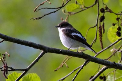 Pied Flycatcher male - Broget Fluesnapper - Ficedula hypoleuca