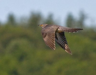 Cuckoo - Gøg - Cuculus canorus
