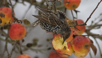 Starling - Str - Sturnus vulgaris eating the apple Elstar