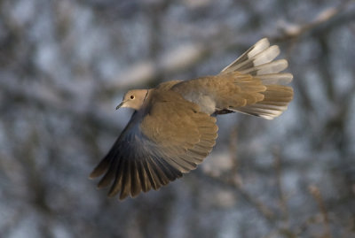 Collared Dove -Tyrkerdue - Streptopelia decaocto