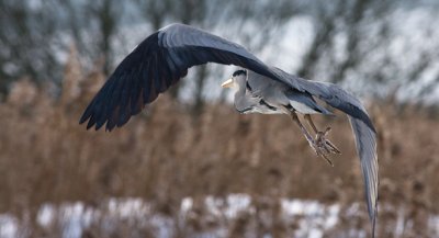 Grey Heron - Fiskehejre - Ardea cinerea