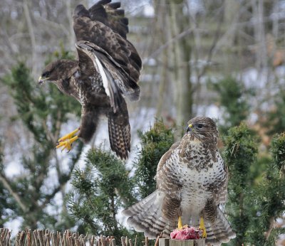 Buzzard - Musvge - Buteo buteo