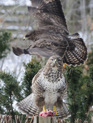 Buzzard - Musvge - Buteo buteo