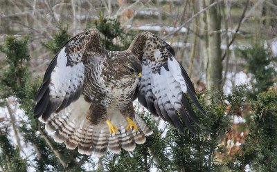 Buzzard - Musvge - Buteo buteo