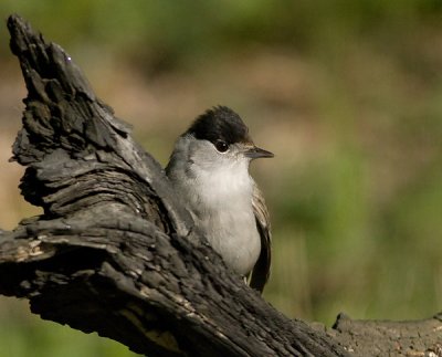 Blackcap male - Munk - Sylvia atricapilla