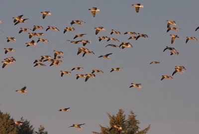 Pink-footed Goose - Kortnæbbet Gås - Anser brachyrhynchus