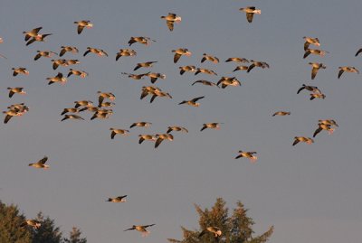 Pink-footed Goose - Kortnbbet  Gs - Anser brachyrhynchus