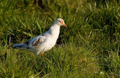 Ruff male - Brushane - Philomacuhs pugnax