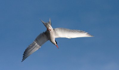 Common Tern - Fjordterne - Sterna hirundo